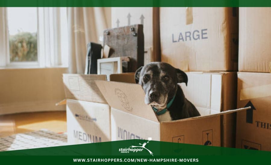 Moving Long Distance With Pets Merrimack, Mh