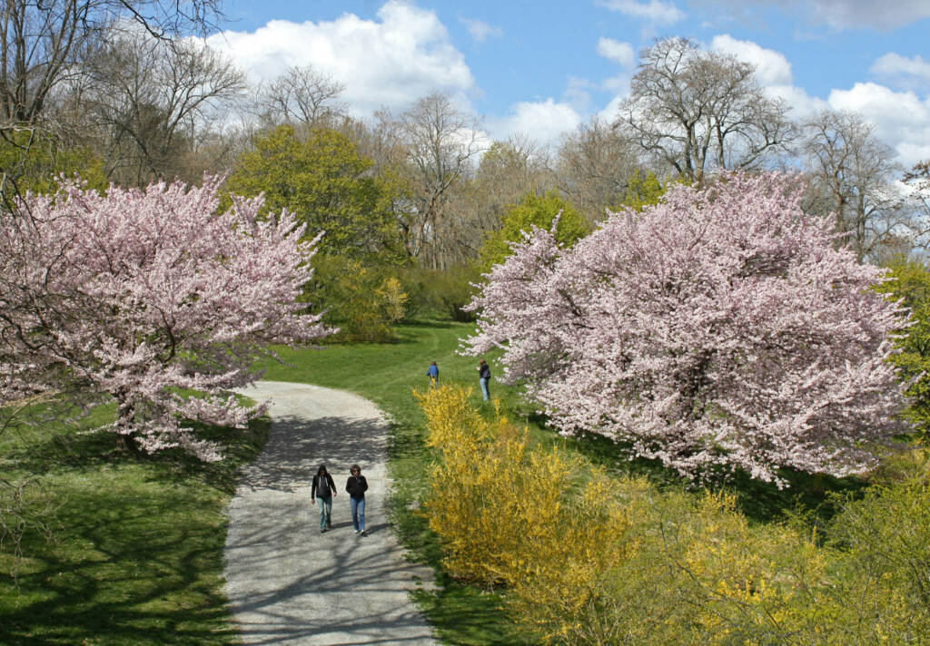 A photo of people walking along the Beech Path at the Arnold Arboretum in Boston captured by JonHetman 